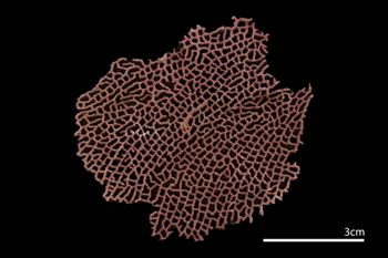 Media type: image; Invertebrate Zoology ALCY-719